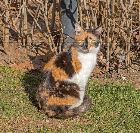 Красивая трехцветная кошка. Beautiful tricolor cat sitting on the fence. Стоковое фото, фотограф Татьяна Д / Фотобанк Лори