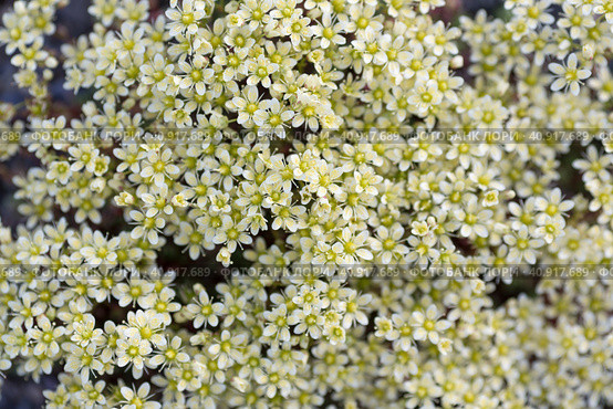 Красивые дикие цветы камнеломки (Saxifraga funstonii). Много соцветий. Растения Арктики. Чукотка, Сибирь, Россия. Идеально подходит для фона и дизайна. Стоковое фото, фотограф Андрей Степанов / Фотобанк Лори