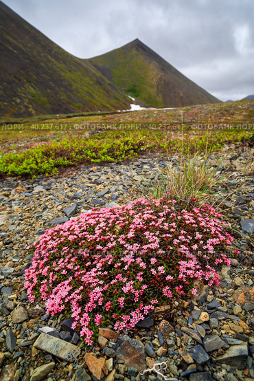 Красивые полевые цветы кальмии лежачей (Kalmia procumbens). Летний арктический пейзаж. Полевые цветы и растения тундры. Чукотка, Крайний Север России. Стоковое фото, фотограф Андрей Степанов / Фотобанк Лори