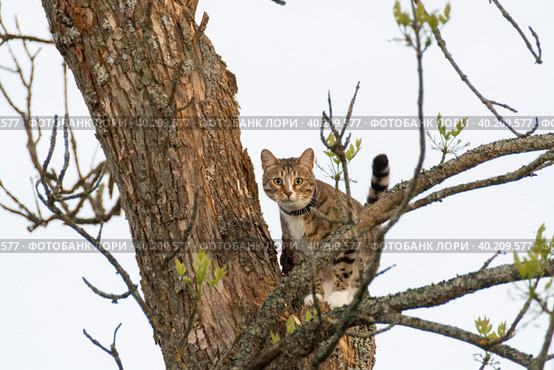 Красивый домашний кот гуляет по улице в теплое время года. A beautiful domestic cat walks down the street in the warm season. Стоковое фото, фотограф Мария / Фотобанк Лори