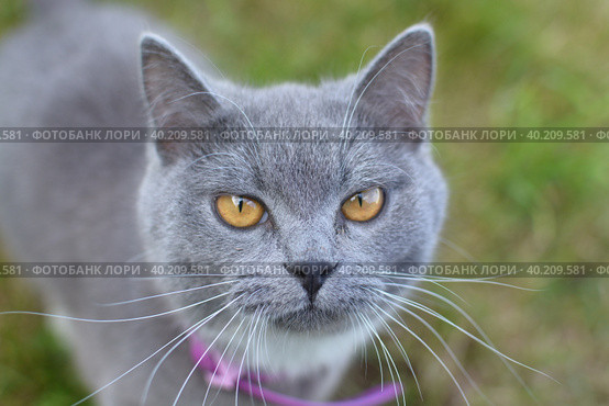 Красивый домашний кот гуляет по улице в теплое время года. A beautiful domestic cat walks down the street in the warm season. Стоковое фото, фотограф Мария / Фотобанк Лори