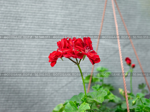 Красная герань (Pelargonium peltatum) ампельная. Стоковое фото, фотограф Лариса Веселова / Фотобанк Лори
