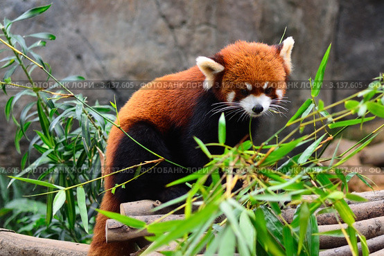 Красная панда (Ailurus fulgens) в зоопарке Гонконга (2012 год). Стоковое фото, фотограф Знаменский Олег / Фотобанк Лори