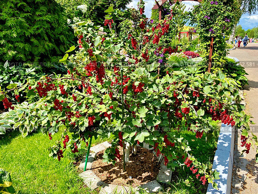 Красная смородина (Ribes rubrum) на кусте. Стоковое фото, фотограф Владимир Шипикин / Фотобанк Лори