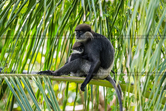 Краснолицые гульманы (Semnopithecus vetulus), мать и детёныш, сидит среди листьев пальмы (2016 год). Стоковое фото, фотограф Анна Ефимова / Фотобанк Лори