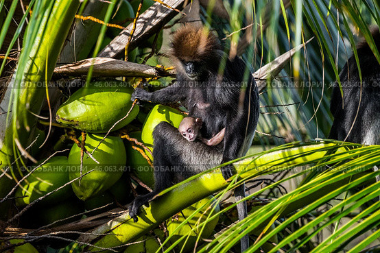 Краснолицые гульманы (Semnopithecus vetulus), мать и детёныш, эндемики Шри-Ланки, сидят на кокосовой пальме (2012 год). Стоковое фото, фотограф Анна Ефимова / Фотобанк Лори