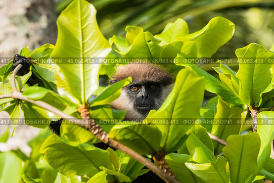 Краснолицый гульман  (Semnopithecus vetulus), эндемик Шри-Ланки, сидит среди листвы. Портрет крупным планом. (2012 год). Стоковое фото, фотограф Анна Ефимова / Фотобанк Лори