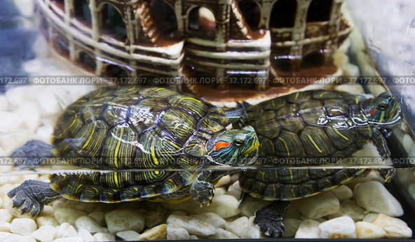 Красноухая или желтобрюхая черепаха  (лат. Trachemys scripta) Стоковое фото, фотограф Галина Савина / Фотобанк Лори