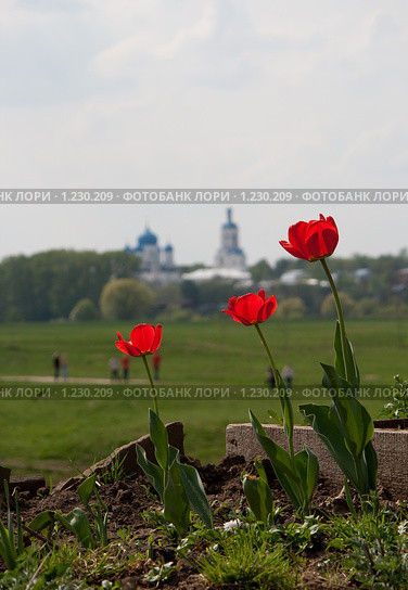 Красные маки на фоне Боголюбово (2009 год). Стоковое фото, фотограф Ярослава Синицына / Фотобанк Лори