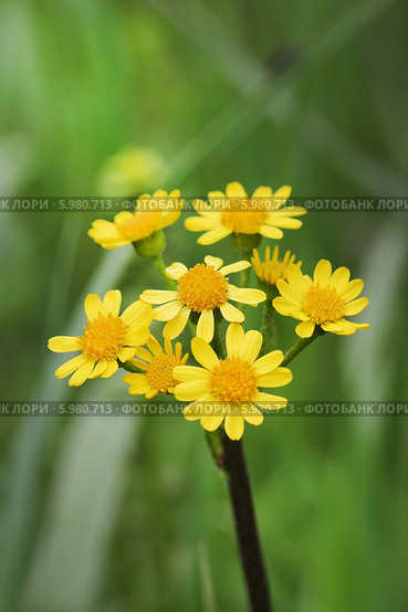 Крестовник цельнолистный, крестовник полевой, крестовник равнинный  (Tephroseris integrifolia L. - Senecio campestris ). Дикорастущие растения Сибири. Стоковое фото, фотограф Евгений Мухортов / Фотобанк Лори