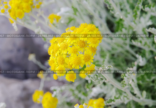 Крестовник цинерариевый (лат.Senecio cineraria) Стоковое фото, фотограф Галина Хорошман / Фотобанк Лори