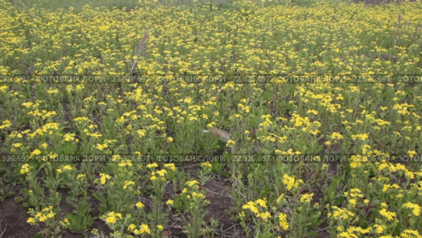 Крестовник весенний (Senecio vernalis Waldst) на заброшенном поле. Стоковое видео, видеограф Олег Хархан / Фотобанк Лори