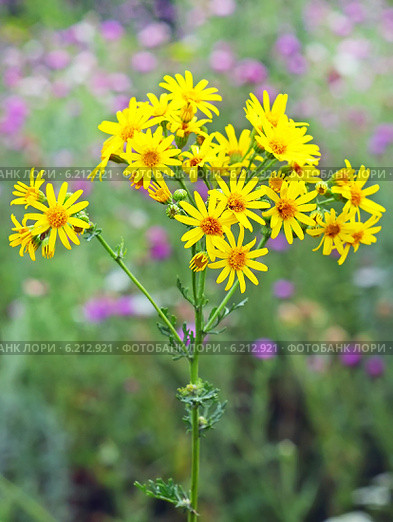 Крестовник Якова, или суходольный (Senecio jacobaea L.) Стоковое фото, фотограф Евгений Мухортов / Фотобанк Лори