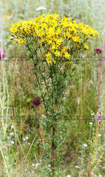 Крестовник Якова, или суходольный (Senecio jacobaea L.) Стоковое фото, фотограф Евгений Мухортов / Фотобанк Лори