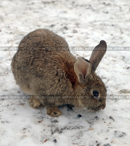 Кролик домашний (Oryctolagus cuniculus domesticus) Стоковое фото, фотограф EgleKa / Фотобанк Лори