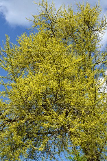 Крона гинкго двулопастного (Ginkgo biloba L.) с молодыми весенними листьями. Стоковое фото, фотограф Ирина Борсученко / Фотобанк Лори