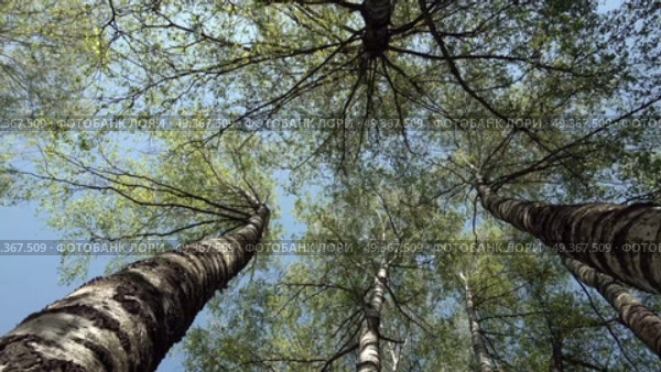 Кроны деревьев раскачиваются ветром. Необычный вид снизу. Май. The crowns of the trees sway in the wind. Unusual view from below. May. Стоковое видео, видеограф Горшков Александр / Фотобанк Лори