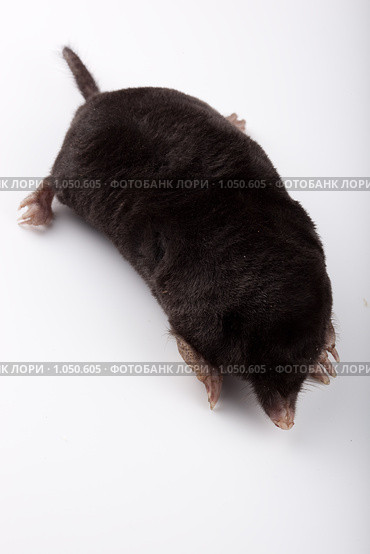 Крот обыкновенный, Talpa europaea, European Mole. Стоковое фото, фотограф Василий Вишневский / Фотобанк Лори