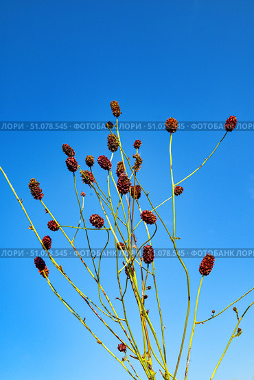 Кровохлёбка лекарственная (Sanguisorba officinalis) на фоне неба. Стоковое фото, фотограф Александр Тараканов / Фотобанк Лори