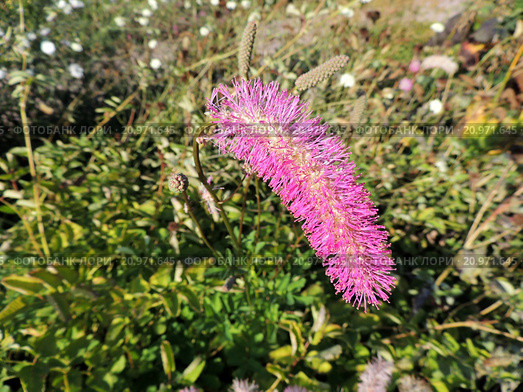 Кровохлебка притупленная (Sanguisorba obtusa), семейство Розоцветные. Стоковое фото, фотограф Заноза-Ру / Фотобанк Лори