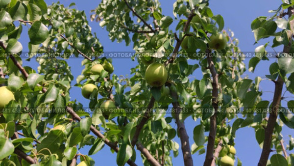 Крупные спелые сортовые груши созрели на садовом участке. Large ripe varietal pears are ripe on the garden plot. Стоковое видео, видеограф Мария / Фотобанк Лори