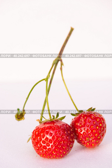 Крупные спелые ягоды сортовой клубники созрели на садовом участке. Large ripe berries of varietal strawberries ripened on the garden plot. Стоковое фото, фотограф Мария / Фотобанк Лори