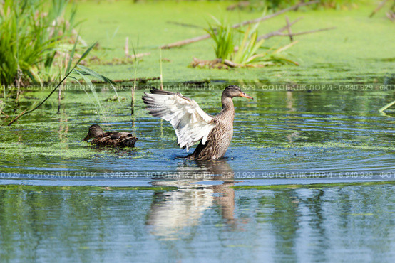 Кряква. Mallard (Anas platyrhynchos) Стоковое фото, фотограф Василий Вишневский / Фотобанк Лори