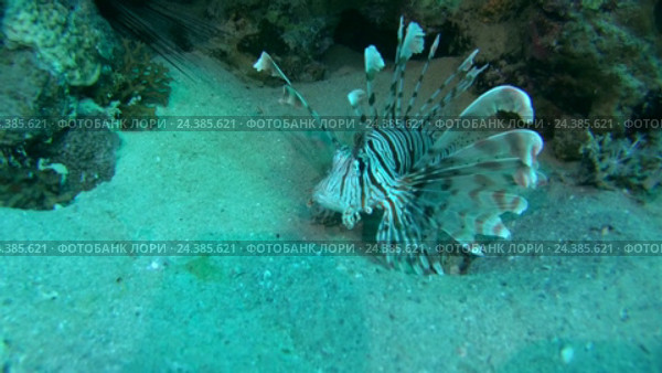 Крылатка (Pterois volitans) находится рядом с коралловым рифом. Стоковое видео, видеограф Некрасов Андрей / Фотобанк Лори