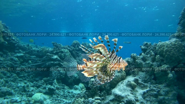Крылатка (Pterois volitans) плавает возле коралловых рифов, Красное море, Дахаб, Синайский полуостров, Египет. Стоковое видео, видеограф Некрасов Андрей / Фотобанк Лори