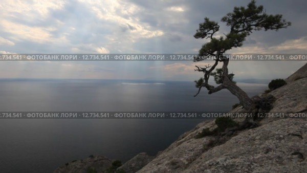 Крым. Одинокая сосна на склоне горы на фоне моря и облаков (2015 год). Стоковое видео, видеограф Яна Королёва / Фотобанк Лори