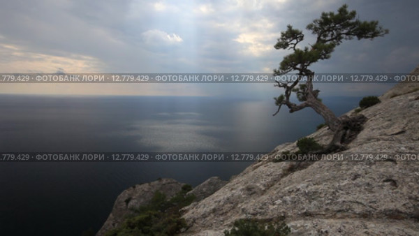 Крым. Одинокая сосна на склоне горы на фоне моря и облаков (2015 год). Стоковое видео, видеограф Яна Королёва / Фотобанк Лори