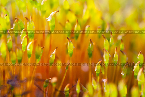 Кукушкин лён (политрихум, Polytrichum). Красивый мох крупным планом. Малая глубина резкости и размытый фон. Стоковое фото, фотограф Андрей Степанов / Фотобанк Лори
