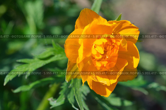 Купальница (лат. Trollius) Стоковое фото, фотограф Елена Коромыслова / Фотобанк Лори