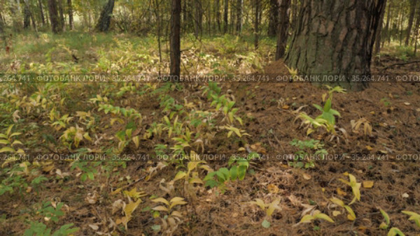 Купена лекарственная (Polygonatum odoratum) с плодами в смешанном лесу. Polygonatum odoratum (angular Solomon's seal) with fruits in a mixed forest. Стоковое видео, видеограф Евгений Романов / Фотобанк Лори