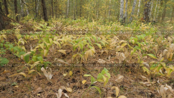 Купена лекарственная (Polygonatum odoratum) с плодами в смешанном лесу. Polygonatum odoratum (angular Solomon's seal) with fruits in a mixed forest. Стоковое видео, видеограф Евгений Романов / Фотобанк Лори