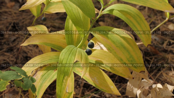 Купена лекарственная (Polygonatum odoratum) с плодами в смешанном лесу. Polygonatum odoratum (angular Solomon's seal) with fruits in a mixed forest. Стоковое видео, видеограф Евгений Романов / Фотобанк Лори