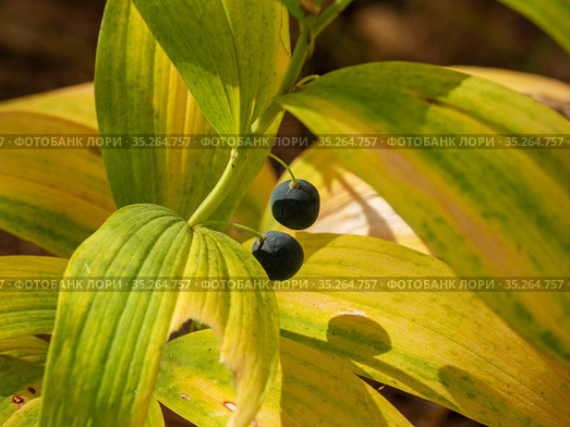 Купена лекарственная (Polygonatum odoratum) с плодами в смешанном лесу. Polygonatum odoratum (angular Solomon's seal) with fruits in a mixed forest. Стоковое фото, фотограф Евгений Романов / Фотобанк Лори