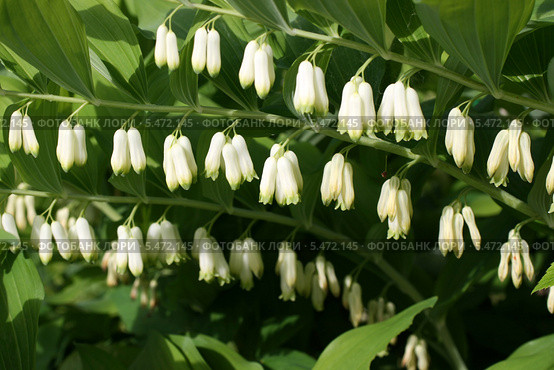 Купена многоцветковая (Polygonatum multiflorum) Стоковое фото, фотограф Щеголева Ольга / Фотобанк Лори