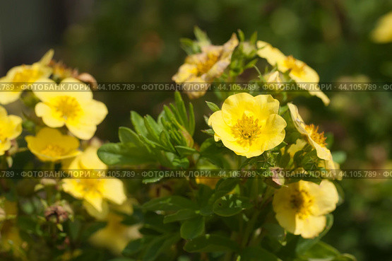 Kuril Daurian tea growing and flowering in a summer garden. Стоковое фото, фотограф Александр Курлович / Фотобанк Лори