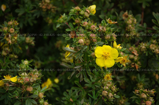 Kuril tea shrub blooms with yellow flowers. Стоковое фото, фотограф Елена Гломаздо / Фотобанк Лори