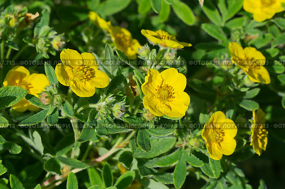Курильский чай кустарниковый (Pentaphylloides fruticosa) Стоковое фото, фотограф Елена Коромыслова / Фотобанк Лори