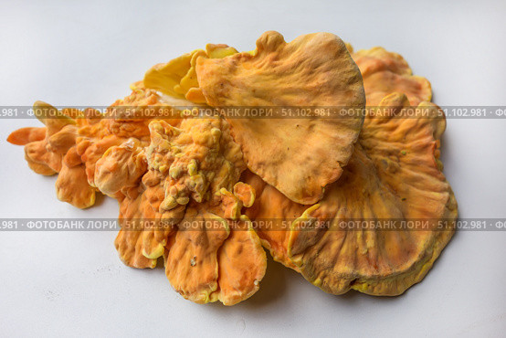 Куриный гриб, гриб трутовик серно-жёлтый Laetiporus sulphureus — трутовик, растущий на деревьях. Его также называют трутовиком сернистым. Изолированный на белом фоне с тенями.Chicken of the woods (Laetiporus sulphureus), close-up. Isolated on white background with shadows. Стоковое фото, фотограф Iva Noel / Фотобанк Лори