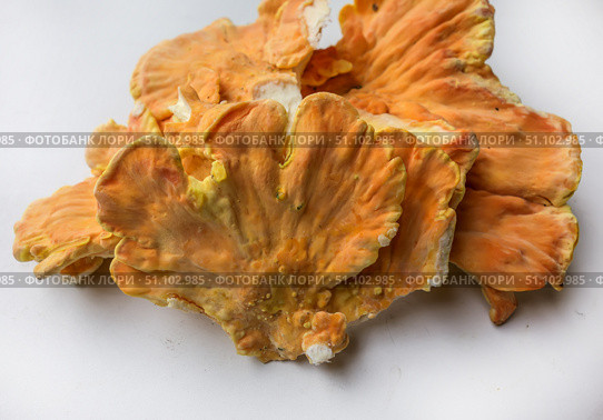 Куриный гриб, гриб трутовик серно-жёлтый Laetiporus sulphureus — трутовик, растущий на деревьях. Его также называют трутовиком сернистым. Изолированный на белом фоне с тенями.Chicken of the woods (Laetiporus sulphureus), close-up. Isolated on white background with shadows. Стоковое фото, фотограф Iva Noel / Фотобанк Лори