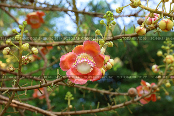 Курупита гвианская (Couroupita guianensis). Цветок растения крупным планом в Таиланде. Стоковое фото, фотограф Григорий Писоцкий / Фотобанк Лори
