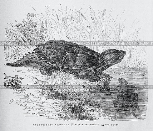 Кусающаяся черепаха (Chelydra serpentina) - рисунок  из книги А. Брэма "Жизнь животных" 1896 г. Стоковая иллюстрация, иллюстратор Вера Смолянинова / Фотобанк Лори