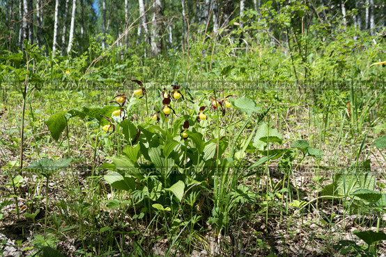 Куст орхидей вида Башмачок настоящий (Cypripedium calceolus) цветёт на опушке берёзовой рощи в солнечный день. Стоковое фото, фотограф Светлана Попова / Фотобанк Лори