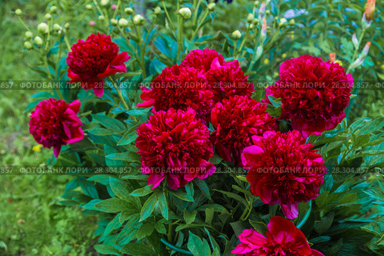 Куст пиона Рэд Чарм (Paeonia) Стоковое фото, фотограф Ольга Сейфутдинова / Фотобанк Лори