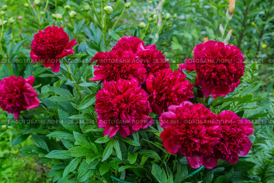 Куст пиона Рэд Чарм (Paeonia) Стоковое фото, фотограф Ольга Сейфутдинова / Фотобанк Лори