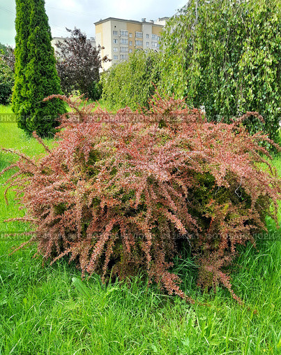Куст пурпурного барбариса Тунберга (Berberis  thunbergii DC.) в городском сквере. Стоковое фото, фотограф Ирина Борсученко / Фотобанк Лори