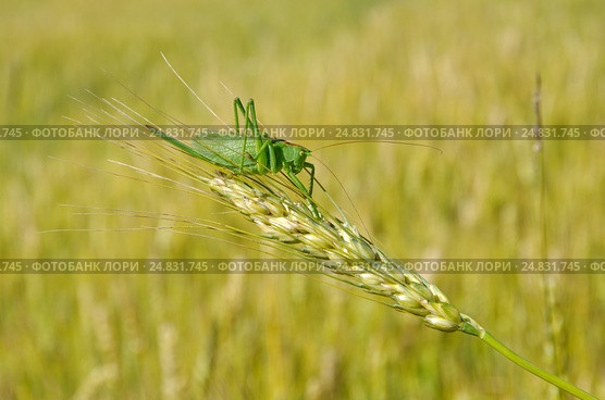 Кузнечик зелёный (лат. Tettigonia viridissima) на колоске ржи. Стоковое фото, фотограф Елена Коромыслова / Фотобанк Лори